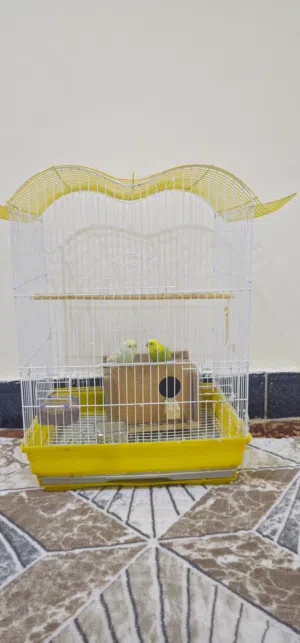 طيور حب مع القفص