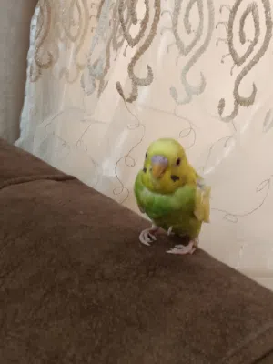 بيع ببغاء كوكتيل ذكر و انثى تحتهوم بيض عصفور حب ذكر