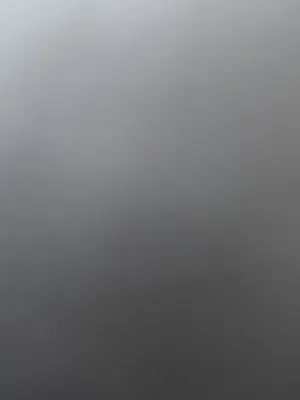 ابا كلب للتبني اي نوع