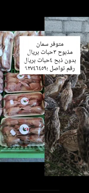 بيع سمان مذبوح وحي