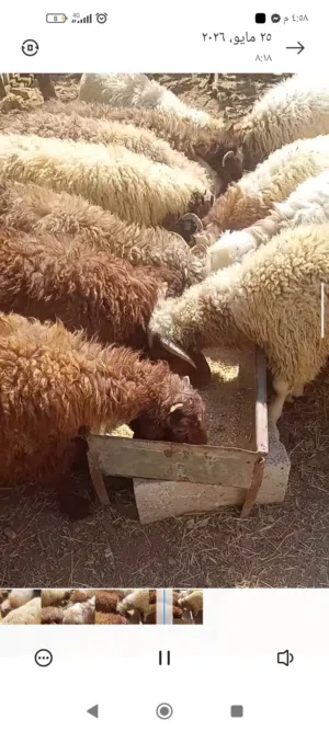 خروف بلدي مضحي 6-7اشهر