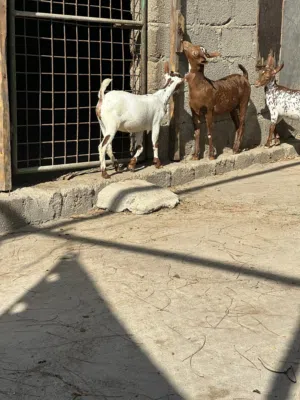 صخلات محليه للبيع