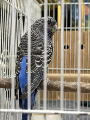 طيور حب مال بيت