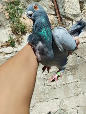 اقرا الوصف