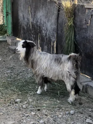شاه ممتازة للبيع