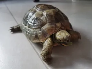 ‏سلاحف‏0