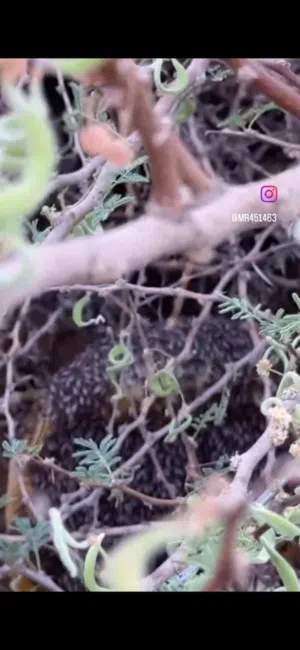 خلية عسل مع نحل  موقع سمائل