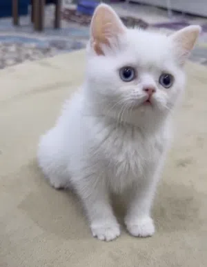 قطه انثى للبيع