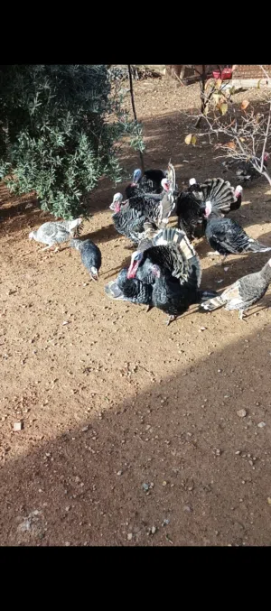 ديوك حبش للبيع