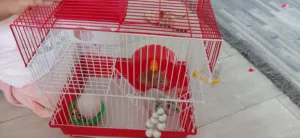 للبيع هامسترز مع القفص وجميع المعدات