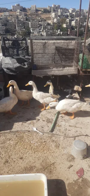 بط ابيض بكيني