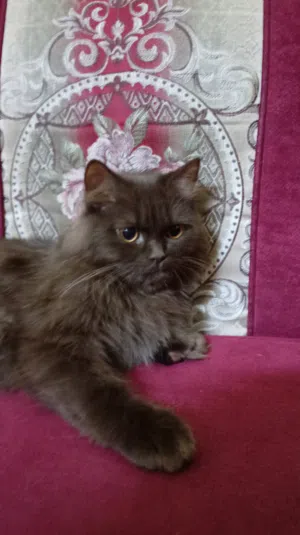 قط شيرازي الاسم ميمي