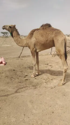 للبيع جعود جذاع