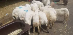 تيوس وخرفان عسل كله مراعي طبيعي واسعارنا مميزه