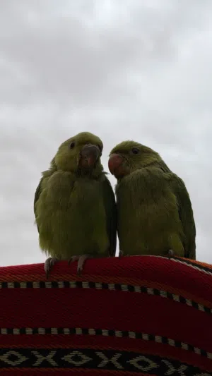 بغباء الدره