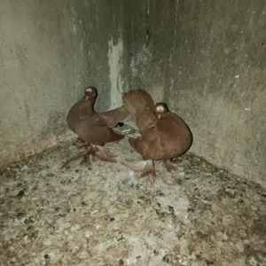 حمام للبيع