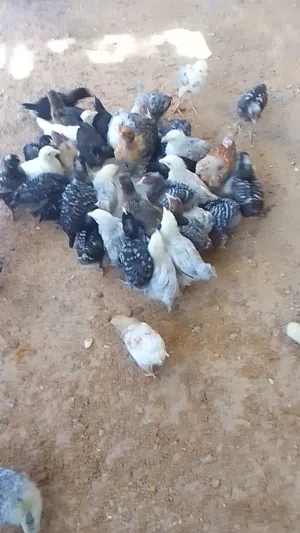 تقريبا 50طرف كتكوت عربي غليظ للبيع