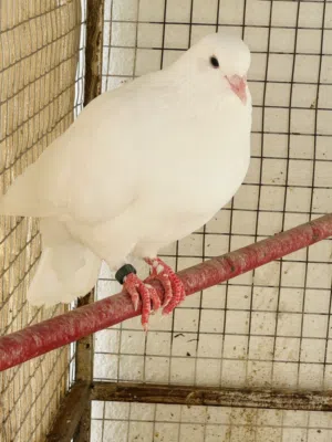 حمام فرنسي مطور