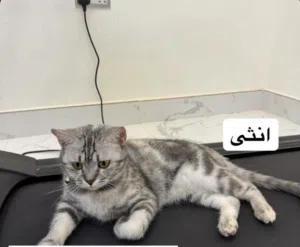 قطة اميركن شورت هير للتبني