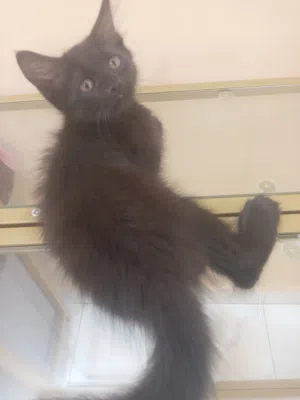 قط شيرازي صغير فيس حزين
