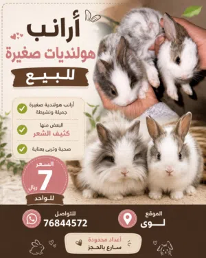 ارانب هولنديات صغار