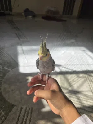 بغبغا كوكتيل لون صاصي