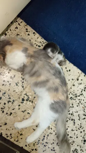 Russian Cat for sell