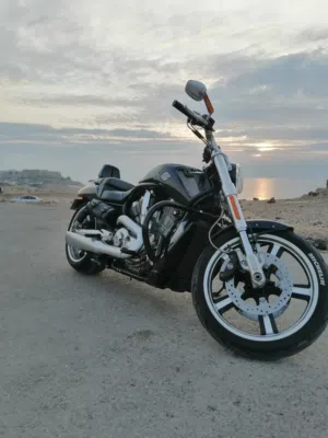 harley Vrod musscle2015