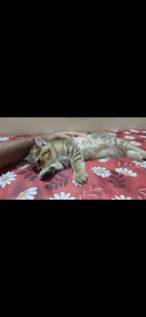Gorgeous Purebred Golden British Shorthair Kitten (Premium NY Color) NY24/NY25