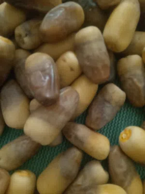 رطب نغل نظيف خراف اليوم