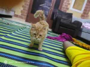 قط ذكر شيرازي