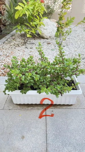 Outdoor Plants and Pots