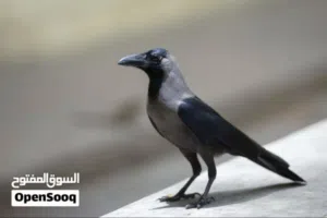 مطلوب فرخ غراب