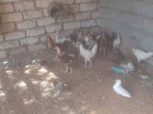 أفراريج عربيه البيع علي الهتف