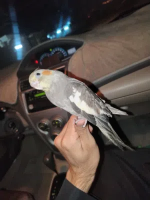بغبغاء كوكتيل كروان للبيع الوصف مهم
