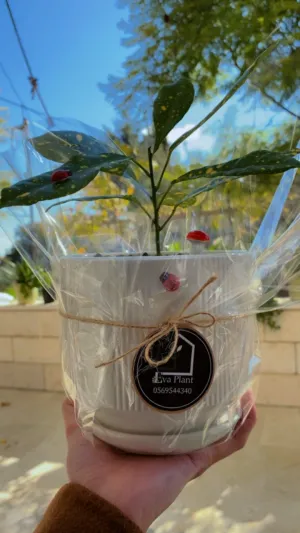 نباتات داخلية طبيعية