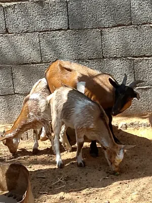 سلام عليكم بيع عنز كردي ربي يبارك سنهاا تنية اتحتها جدي وعناق