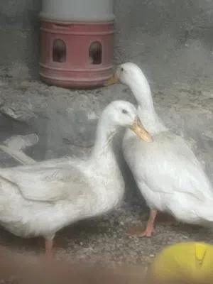 متاح في السلط