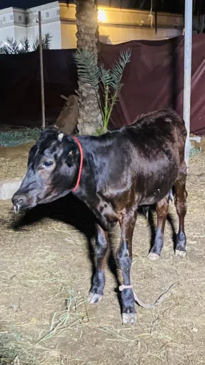 عيل نمساوي ذخيره