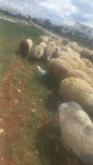 ‏غنم‏0