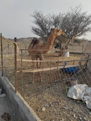 بكرة للبيع