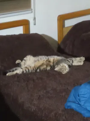 قطة بريتش انثى