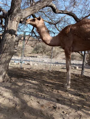 للبيع بكره ابوها ودسمحه ام شارب بعير لواء نصيب