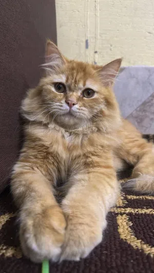 بيعع مستعجللللللهه. قط شيرازيي تركييي. تواصلل واتسسسس