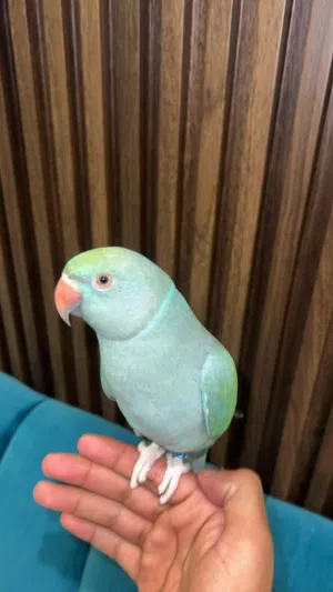بغبغاء زرقاء اللون