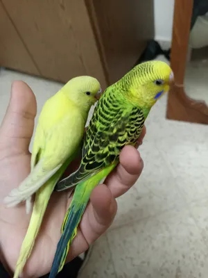 Birds1