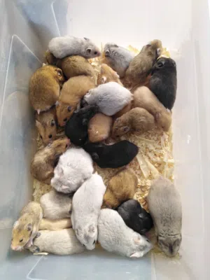 22 هامسترات اليفات