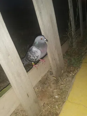طير زارجر حمام