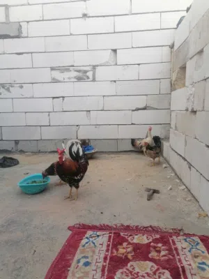 ثلاث دجاجات للبيع