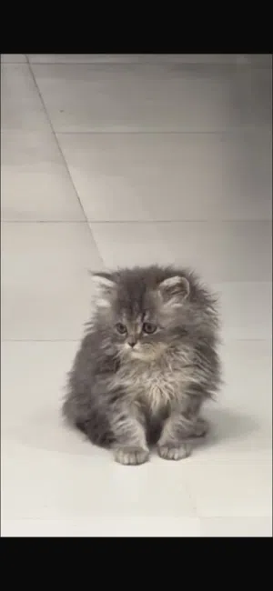 للبيع  قطوه مع كامل اغراضها45